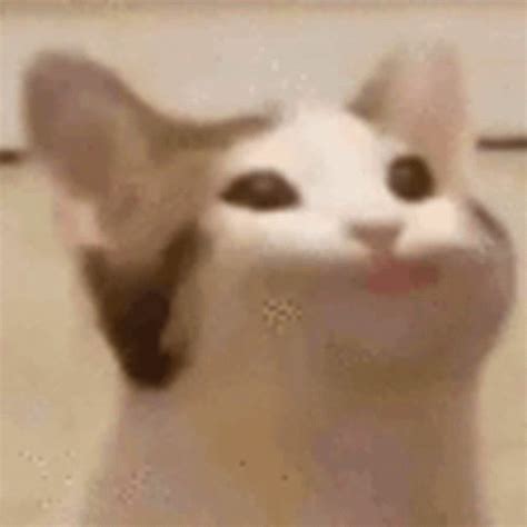 GIFs de Talking Cat | Tenor