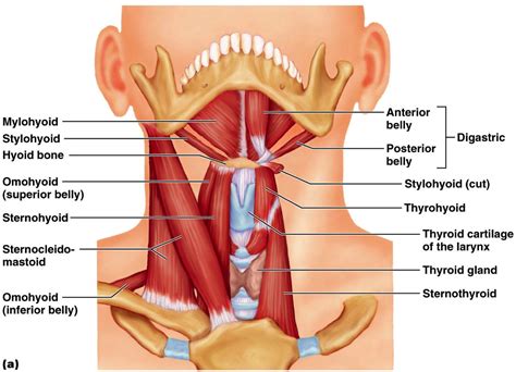 Image result for sternohyoid and sternothyroid muscles | Muscle anatomy ...