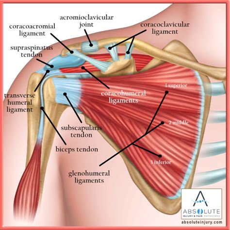 Shoulder Ligament Anatomy Diagram Male Shoulder Ligaments And Biceps ...