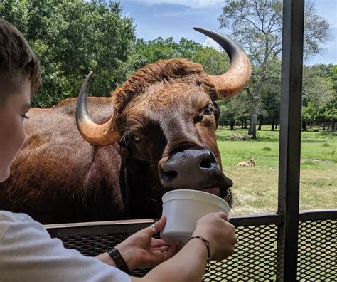 Go on a Safari in Alvin, Texas... at the Bayou Wildlife Zoo ...