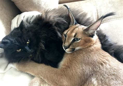 PHOTOS: This couple owns a caracal cat