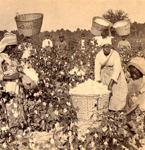 Cotton Plantations Slavery