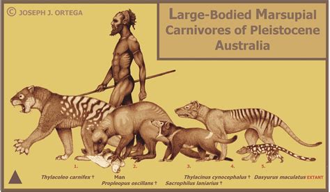 Illustration of Carnivores of Pleistocene Australia - by Joseph J ...