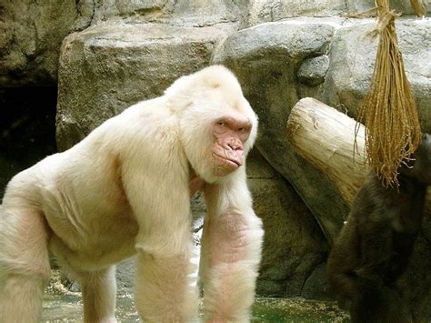 1920x1080px, 1080P Free download | Snowflake the gorilla, Albino ...