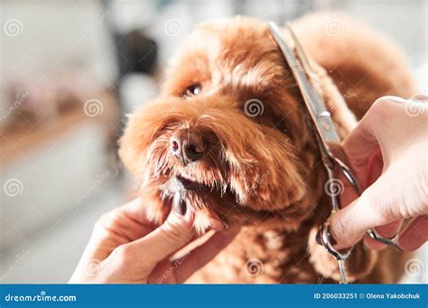 Female Groomer Haircut Apricot Labradoodle on the Table Stock Image ...