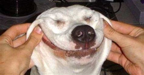 Are Smiling Dogs Really Smiling