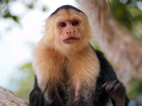 Capuchins - Wild Animals News & Facts