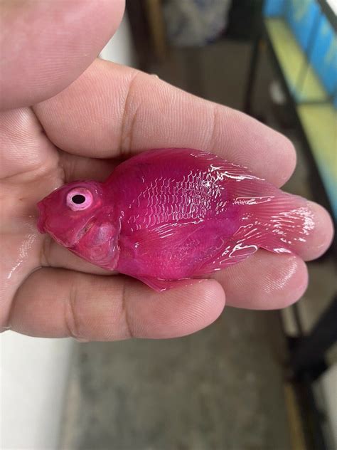 BEAUTIFUL PINK JELLYBEANS PARROT CICHLID 1 TO 2 INCHES IMPORTED FROM ...