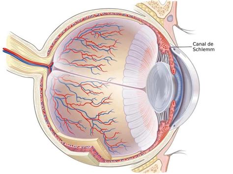 ¿Qué es el CANAL DE SCHLEMM? - Área Oftalmológica Avanzada