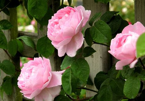 Rose And Fence Wallpapers - Wallpaper Cave