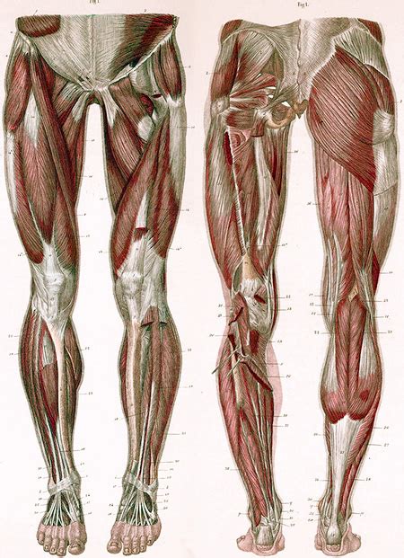 Muscles Of The Leg Laminated Anatomy Chart | ubicaciondepersonas.cdmx ...