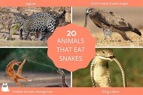 20 Animals That Eat Snakes - Names and Photos