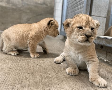 African Lion Cubs With Mother