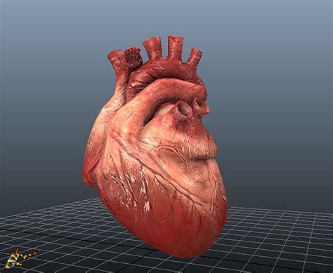 3D model HUMAN HEARTS Animated VR / AR / low-poly rigged animated ...