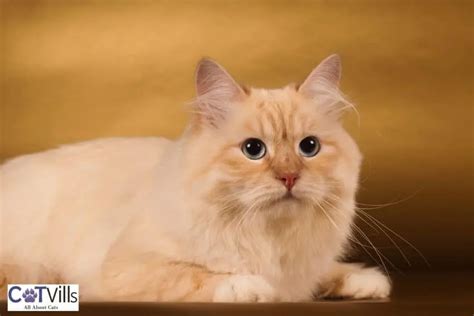 4 Striking Siberian Cat Colors & Patterns (With Pictures)