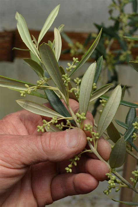 olive varieties for the PNW Olive Trees For Sale, Growing Olive Trees ...