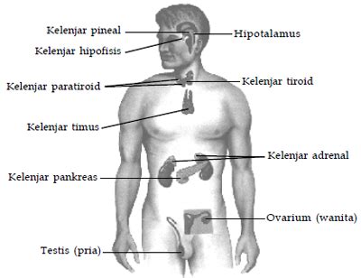 Sistem Hormon atau Sistem Kelenjar