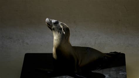 Starving sea lion pups overwhelming California rescue centres | CTV News