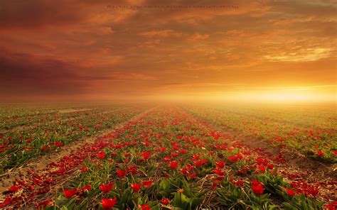 🔥 [40+] Field of Roses Wallpapers | WallpaperSafari