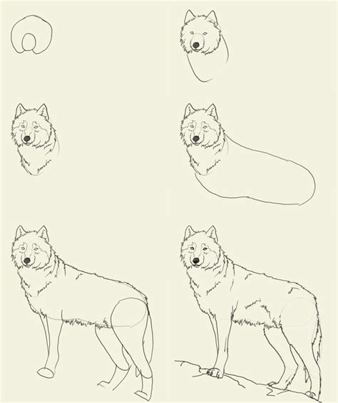 Wolf Drawing Tutorial at GetDrawings | Free download