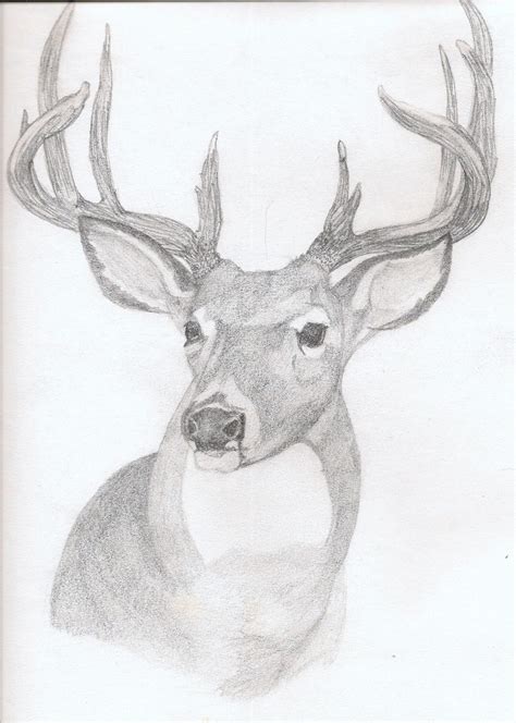 Whitetail Buck Sketches at PaintingValley.com | Explore collection of ...