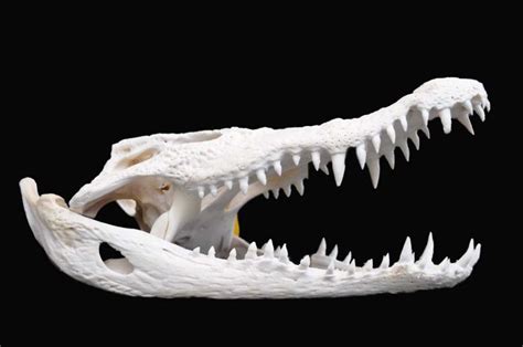 Large Crocodile skull - Crocodylus siamensis - 34 cm - Catawiki