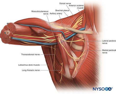 regional-anesthesia-pectoral-region-anatomy - NYSORA | NYSORA