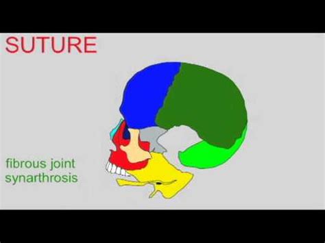 AP1: SKELETAL SYSTEM: SYNARTHROSIS - YouTube