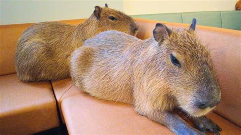 Newly Opened Capybara Cafe in Japan Tokyo 😍 Cafe Capyba - YouTube