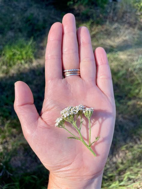 Yarrow and the Wounded Healer Archetype – Verdant Wild