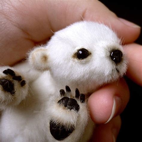 Pictures Of Baby Polar Bears