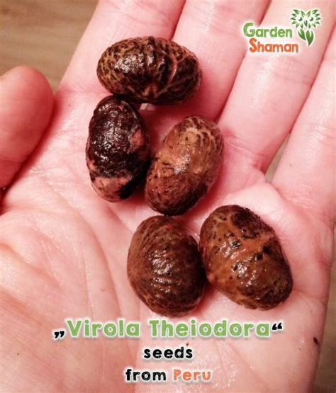 Virola (Virola Theiodora) Seeds - GardenShaman.eu - Your source for ...