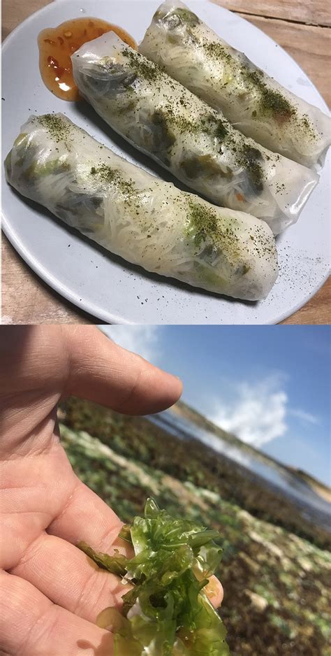 How to identify, harvest, cook and eat sea lettuce edible seaweed ...