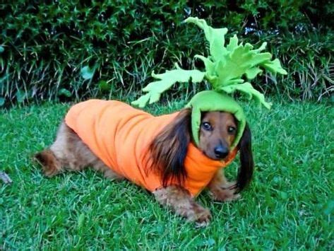 13 Wiener Dog Costumes ideas | dog costumes, wiener dog, weiner dog