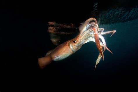 Managing the Majestic Jumbo Flying Squid - The New York Times