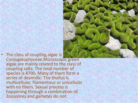 Chlorophyta color - online presentation