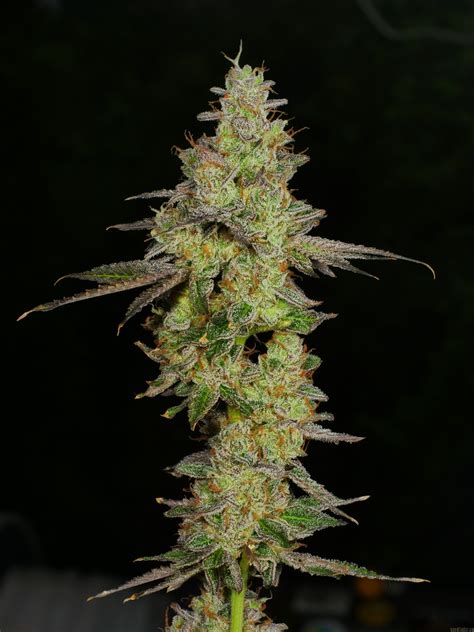 Garlic Breath from ThugPug Genetics | strains.io | cannabis marijuana ...