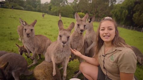 Wallabies Vs Kangaroos - img-cahoots