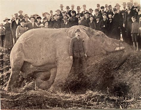 The tale and tragedy of Jumbo the elephant | CFRL