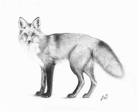 Red Fox (2014) by Tyooky on DeviantArt