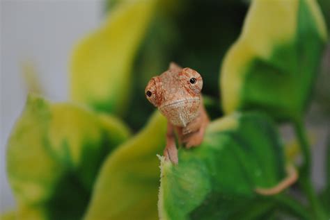 Baby Chameleon Care Guide