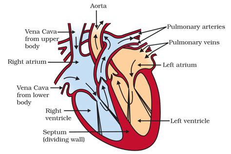 CBSE/NCERT Biology important diagrams Class 10