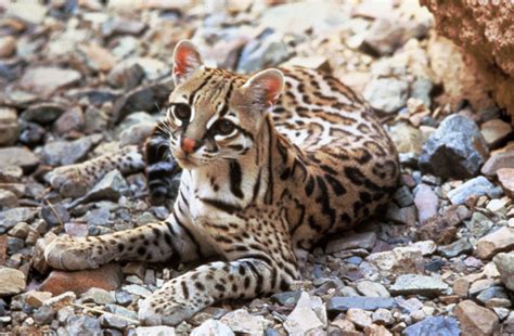 File:Ocelot.jpg - Wikimedia Commons