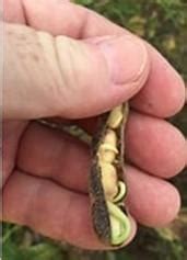 Understanding Soybeans Sprouting in the Pod