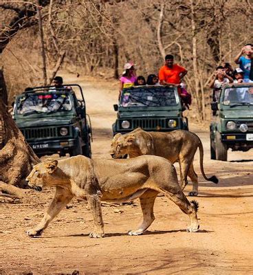 Jeep Safari In Gir National Park, Book Gir Jeep Safari