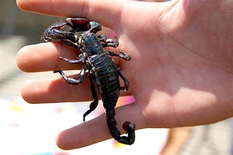 10 Creepy Insects That Make Great Pets, Actually