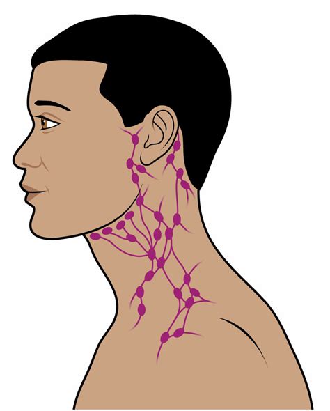 Lymph Node