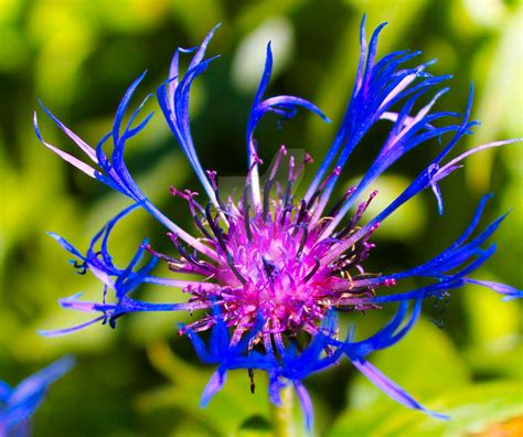 Avatar Flower by MalleMagicPhoto on DeviantArt