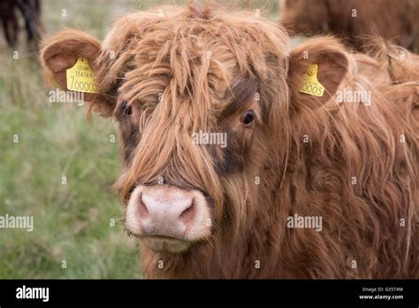 A highland cow on the moors near Stanbury in West Yorkshire Stock Photo ...