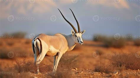 Arabian Oryx in their Natural Habitat at Shaumari Reserve, Jordan ...